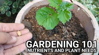 Gardening 101 Nutrients and Plant Needs [upl. by Nodnrb887]