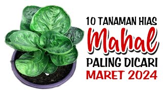 10 Tanaman Hias Mahal Paling Dicari di Bulan Maret 2024 [upl. by Ramberg]