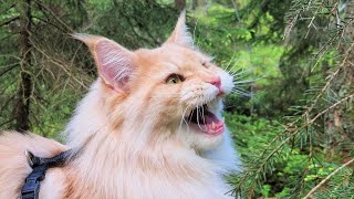 Maine Coon Cat Chirping at Bird [upl. by Etiragram]