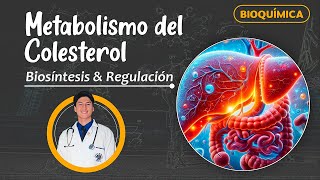 Metabolismo del Colesterol  Biosíntesis y Regulación [upl. by Aisilef]