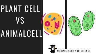 Cytokinesis in Plants and Animals [upl. by Supple]