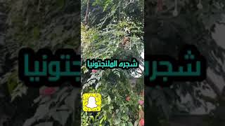 شجرة الملجنتونيا هورتنسيس [upl. by Rudy]