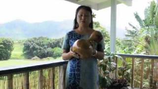 How to use an Ipu or Ipu Heke Ole Single Gourd [upl. by Ellednahs]