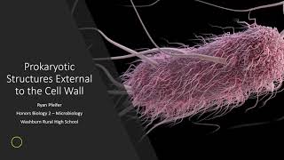 Prokaryotic Structures External to the Cell Wall [upl. by Ambrosi226]