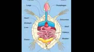 Saltwater Turtle Anatomy 1 [upl. by Pliner]