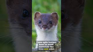 Meet the Ermine Natures Tiny Winter Warrior ermine stoat fascinatingfacts [upl. by Portwin]