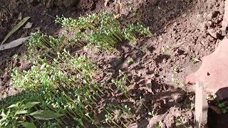 Growing methi in our garden [upl. by Leontyne]