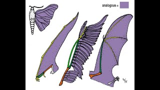 Evidences of organic evolution [upl. by Nimzaj]