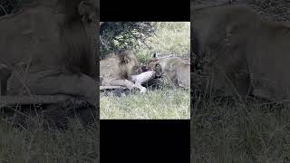 Wild Lions feeding on Giraffe in Feeding Frenzy at Serengeti National Park shorts [upl. by Lyrret442]