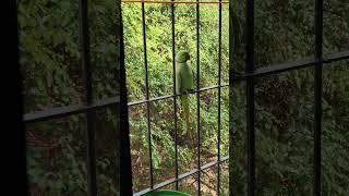 INDIAN PARROTVIDEO BY ADIL DARUWALLA2 [upl. by Eibba]