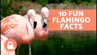 10 FUN FACTS About FLAMINGOS That May Surprise You 🦩😯 [upl. by Kliber894]