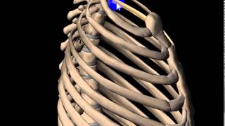 sternal angle DR SAMEH GHAZY [upl. by Ethelinda]