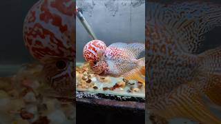 மீனுக்கு புற்றுநோய்  Flowerhorn beated cancertumor [upl. by Bullock]