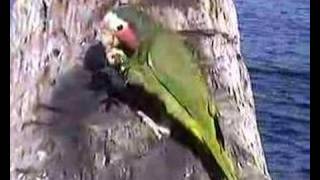 Cuban Parrot CotorraAmazona leucocephala [upl. by Penman]