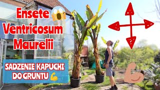 Cz2 Sadzenie bananów do gruntu🍌 Najszybciej rosnący bananowiec w ogrodzie polecam💪 Córka pomaga 😄 [upl. by Nonnair809]