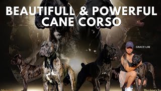 Cane Corso The Most Misunderstood Dog Breed [upl. by Nitsirt485]