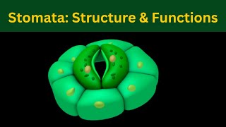 Stomata Structure and Function of stomata Plant gaseous echange Biology [upl. by Jotham]