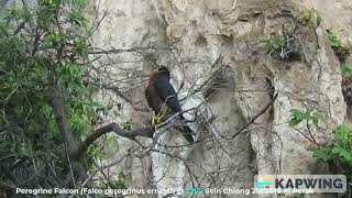 Peregrine Falcon Falco peregrinus ernesti  Chiu S C MVI2923 [upl. by Dlanor]