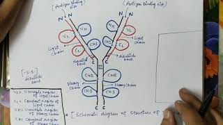 Structure of immunoglobulin [upl. by Johannah]