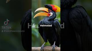 Fascinating Facts About the Helmeted Hornbill wildlife animals jungle animalshorts birds [upl. by Zavras]