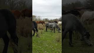 HERD with BELLS \\ ТАБУН с КОЛОКОльчиками animals donkeys horseriding [upl. by Yetti]