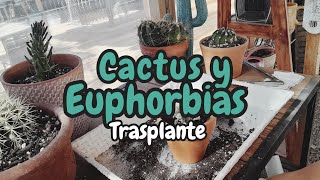 trasplante de cactus y euphorbias jardin plantas cactus suculentas [upl. by Emmerich]