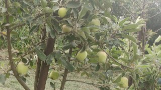 Apple harvestapple tree orchard apple farmingAnna appleDorsett Golden apple apple fruit harvest [upl. by Inalan]