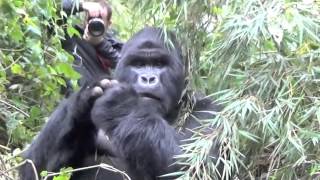 Silverback Gorilla strikes a pose  very close encounter [upl. by Studner]