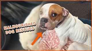 Malnourished Dog Rescued 🥹  PAWSOME PETS [upl. by Retsbew413]