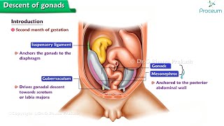 Descent Of Gonads Animation  Physiology  USMLE Step 1 [upl. by Eimoan850]