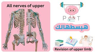 Revision all nerves of upper limb [upl. by Morrissey]