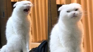 Best Cats and Dogs Videos 🐶 Best Funniest Animals Video 2024 🤣😹 [upl. by Negrom]