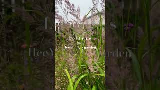 분위기 좋은 가을 그라스 추천 🌾 조선실새풀브라티츠리차 lovely brachytricha [upl. by Brantley875]