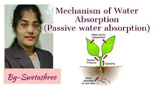 Mechanism of Water Absorption  Passive water absorption  snebs biology [upl. by Mcconnell]