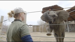 Elephants at Hogle Zoo [upl. by Lynn]