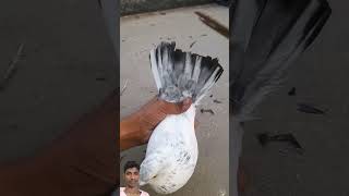 Masha ALLAHshorts Pigeon kabutar kabootar Pigeons pigeonshonki pigeonviral kabootarshorts [upl. by Eyk]