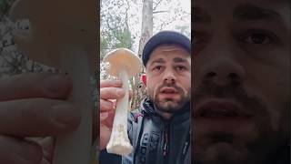 Identifier lAmanite Vireuse ⚠️⛔️ Champignon Toxique 🍄 Extrait de ma dernière Vidéo champignons [upl. by Shah]