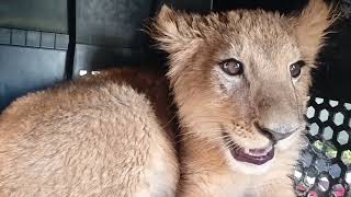 En Michoacán buscaban un delincuente y encontraron tres felinos en un rancho No eran gatos [upl. by Demmahom]