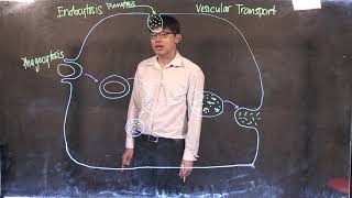 Vesicular Transport [upl. by Clemente]