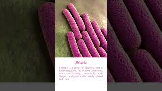 What is Shigella Bacteria [upl. by Atener]