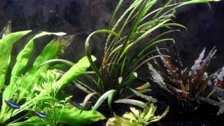 Cryptocoryne Spiralis [upl. by Alaaj]