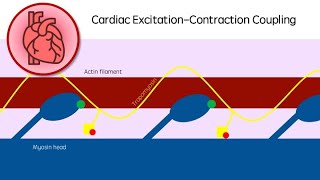 Cardiac ExcitationContraction Coupling  Revision video  GCSE A Level BSc Cardiology  Biology [upl. by Ciri]