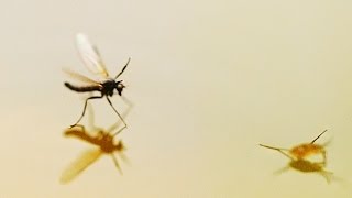 Grunnen til at insekter kan gå på vann  Why insects can walk on water [upl. by Keese]