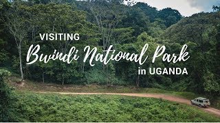 Exploring Bwindi Impenetrable National Park  Gorilla Safari Lodge  Uganda [upl. by Rosen213]