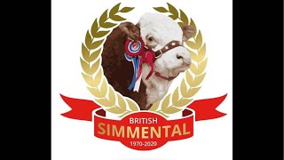 Simmental Youngstock Show at AgriExpo Borderway Carlisle at 830am on Friday 1st November’24 [upl. by Akemrehs]