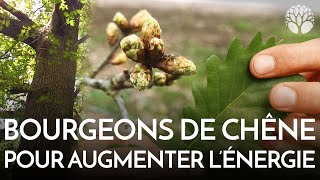 quotFort comme un chênequot  une histoire de bourgeons [upl. by Abell]