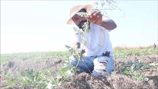 Pruning Watermelon Plants [upl. by Einnej58]