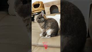 Natural Habit of SelfGrooming Rabbit [upl. by Liddy568]