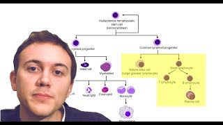 Blood Cancers Explained Leukemia Myeloma Lymphoma and more [upl. by Suolkcin599]