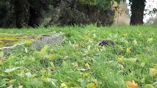 Baby hedgehogs  Cropredy Cathedral [upl. by Llennoc487]